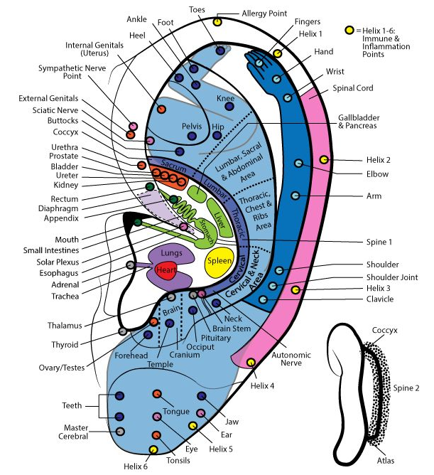 Ear Reflexology Chart