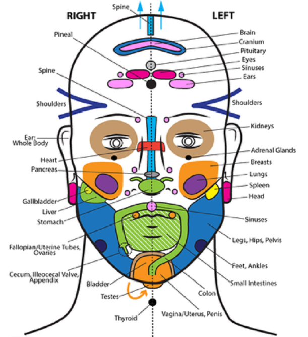 Face Reflexology Chart