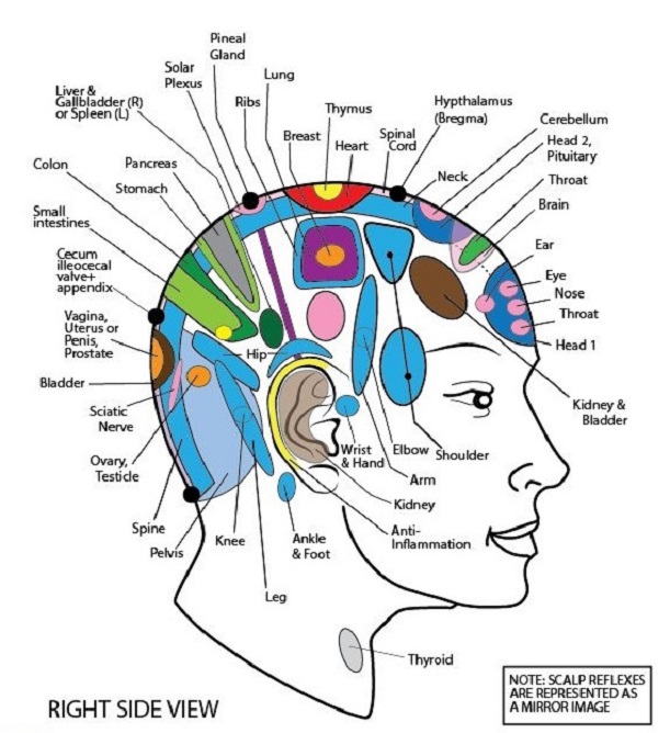Scalp Reflexology Chart